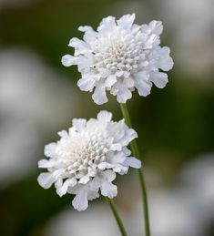 two white flowers with green stems in the background