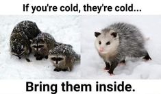 an oppomus and other animals in the snow with caption if you're cold, they're cold bring them inside