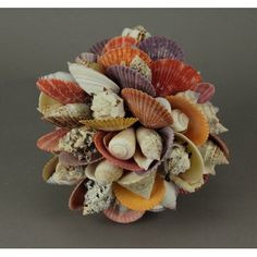 an arrangement of seashells and other sea shells