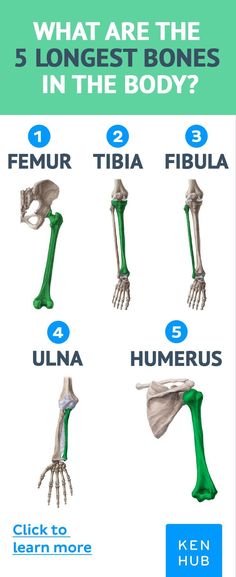 the bones and their functions are labeled in this poster, which shows what they look like