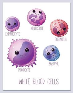 four different types of neutrophilia on a white background with the words lymphocycete and monocyte