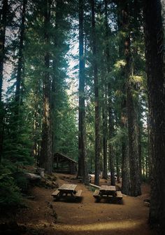 two picnic tables in the middle of a forest with lots of trees and benches around them