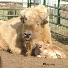 an adult bison and two baby sheep laying on the ground in front of a fence