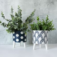 two potted plants sitting next to each other on top of a white countertop