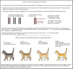 the diagram shows how different types of cats can be seen in this graphic, and what they