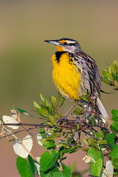 a small yellow and black bird sitting on top of a tree branch with green leaves