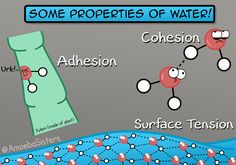 some properties of water adhesion surface tensions and substins are shown