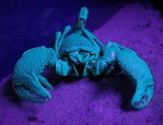 a blue crab is laying on the purple sand and it's claws are curled up