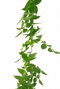 a plant with green leaves growing on it's side, against a white background