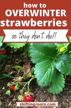 strawberries growing on the ground with text overlay that reads how to overwint strawberries so they don't die