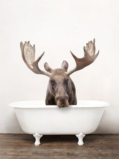 a moose is sitting in a bathtub with his head sticking out