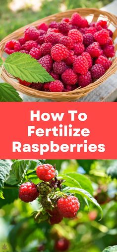 raspberries in a basket with the words how to fertiize raspberries