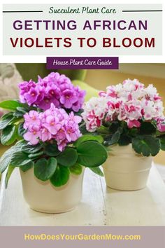 africa violets, african violet flowers, african violet bloom, get african violet to bloom, force african violet blooms African Violets Care, African Violet Care, Aquarium Garden, Plants Care, Plant Tips, African Violets Plants, Violet Plant, House Plant Care