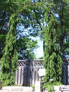 an arch made out of branches in front of a wooden fence and trees with green leaves on it