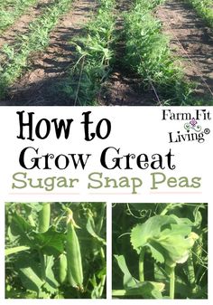 an image of how to grow great sugar snap peas in the garden with text overlay