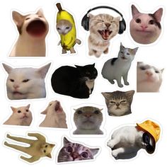 many different types of cats with headphones on