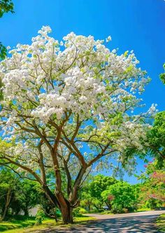 a tree with white flowers on it in the middle of a road surrounded by trees