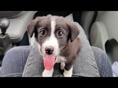 a brown and white dog sticking its tongue out in the back seat of a car