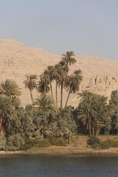 palm trees line the bank of a river in front of a rocky mountain range and desert landscape