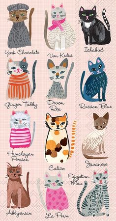 an image of cats in different colors and sizes on a pink background with the names of their respective breeds