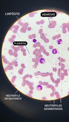 the structure of an animal's cell is shown in pink and white, with labels on