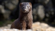 a close up of a small animal on a rocky surface with trees in the background