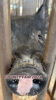 a small pig sticking its head through the bars of a fenced in area with text that reads county fair 202