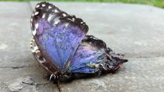 a purple and black butterfly sitting on top of a cement slab next to green grass