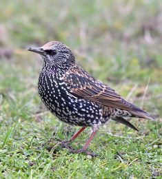 a black and brown bird standing on some grass