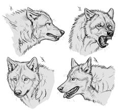 four drawings of wolfs with their mouths open