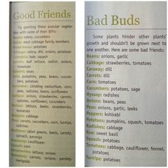 an article in a magazine about bad buds and what they mean to them on the page