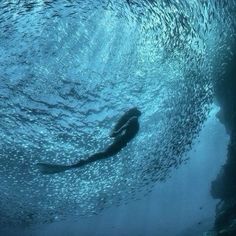 a person swimming in the ocean with lots of fish on it's back side