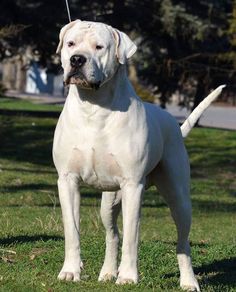 a large white dog standing on top of a lush green field