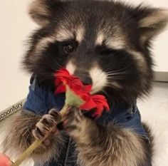 a stuffed raccoon holding a red flower in its mouth and wearing a jean jacket