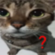 a close up of a cat with a question mark on it's chest in front of the camera