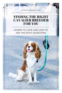 a brown and white dog sitting on top of a blue leash