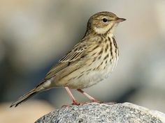 a small bird standing on top of a rock