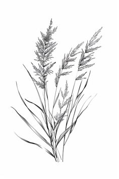 a black and white photo of some plants on a white background, with the stems in full bloom