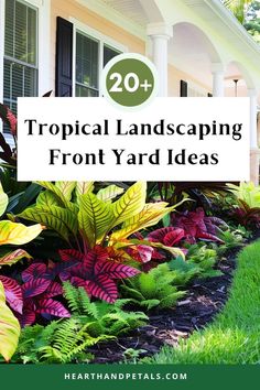 Colonial house with a beautifully landscaped tropical front yard, complete with palms and vibrant plants. Tropical Landscaping Front Yard, Tropical Landscape Front Yard, Florida Tropical Landscaping, Front Entry Landscaping, Front Yard Design Ideas, Tropical Landscaping Ideas, Garden Home Ideas, Yard Design Ideas