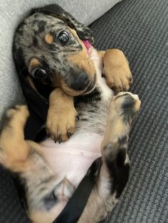 a small dog laying on top of a couch