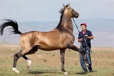 a man standing next to a brown horse on top of a grass covered field