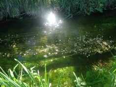 the sun shines brightly through the grass and water