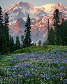 the mountains are covered in snow and trees with wildflowers on the foreground