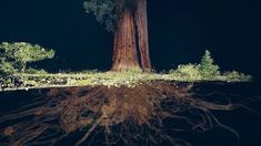 a tree with roots in the ground and trees on it's sides at night