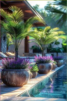 three potted plants sitting next to a swimming pool