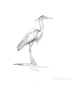 a black and white drawing of a bird standing on the ground with it's legs spread out