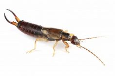 a close up of a cockroach on a white background