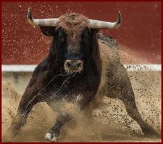 a bull is running in the dirt with it's horns out and splashing around