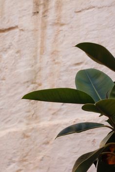 a potted plant with green leaves in front of a stone wall