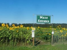 a large field full of sunflowers with a sign that says maze entrance